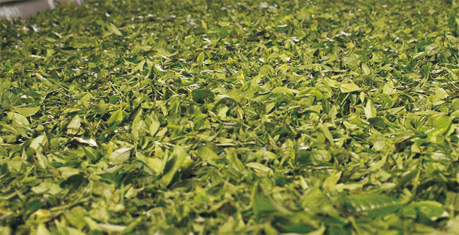 chaye1.jpg chaye1.jpg